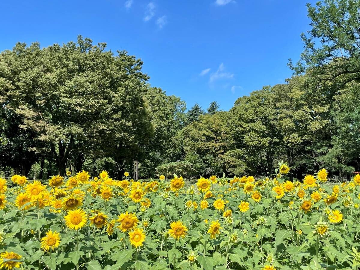 こどもが主役！小金井公園『コココの日！』9月8日(日)開催！