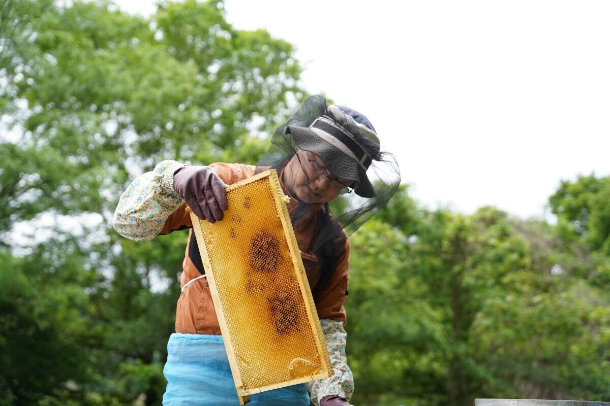 大阪府柏原市産のあかしあ蜂蜜が新登場 採れてから一週間で瓶詰めした蜂蜜を風味そのままのローハニー(生蜂蜜)で