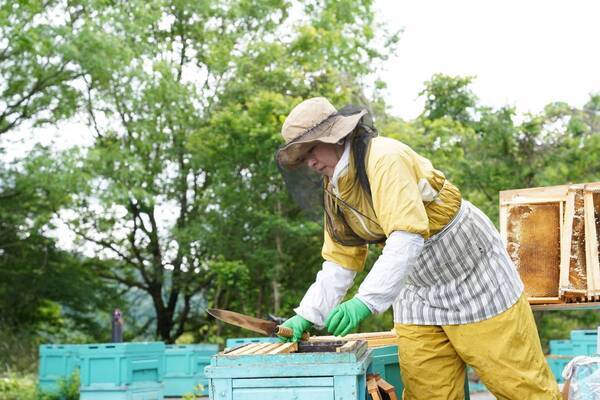 大阪府柏原市産のあかしあ蜂蜜が新登場 採れてから一週間で瓶詰めした蜂蜜を風味そのままのローハニー(生蜂蜜)で
