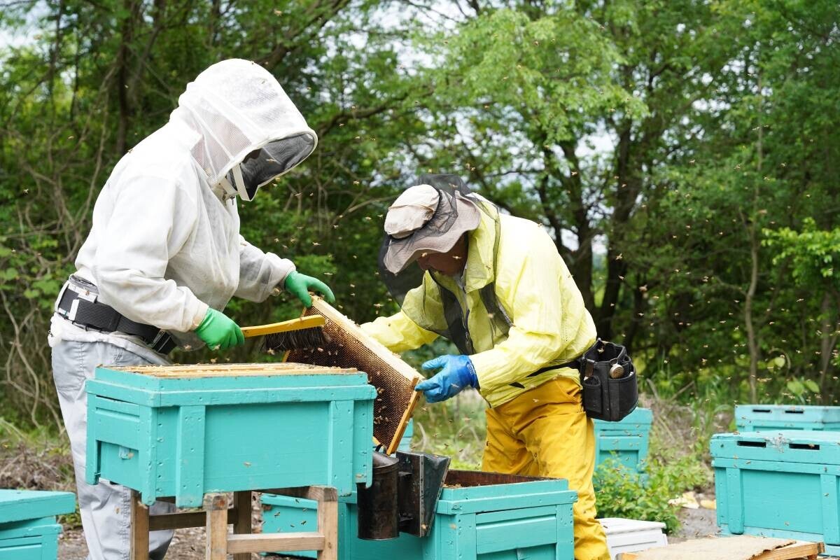 大阪府柏原市産のあかしあ蜂蜜が新登場 採れてから一週間で瓶詰めした蜂蜜を風味そのままのローハニー(生蜂蜜)で