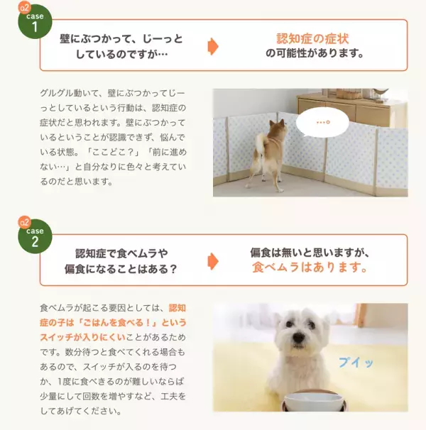 【犬の認知症 症状と対処法】専門家アドバイスのQ&A情報ページを10月31日公開