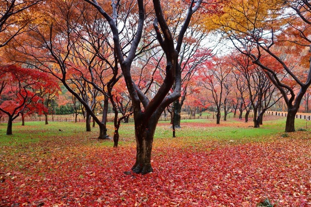 特別な場所で最高の思い出に。神代植物公園ウェディングフォトプラン11月1日～3月15日まで期間限定販売！