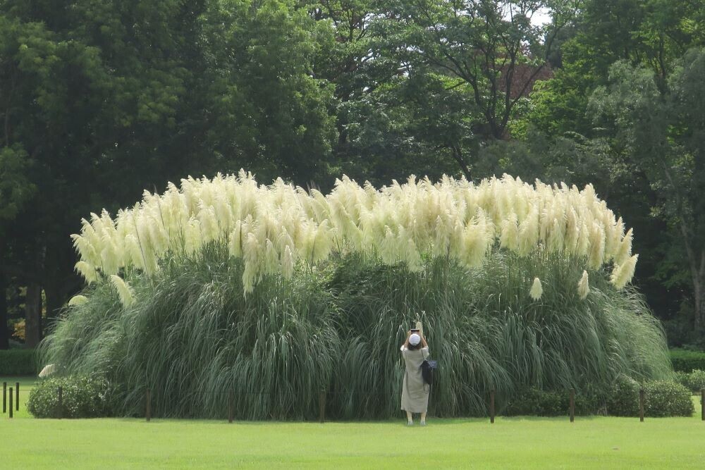 特別な場所で最高の思い出に。神代植物公園ウェディングフォトプラン11月1日～3月15日まで期間限定販売！