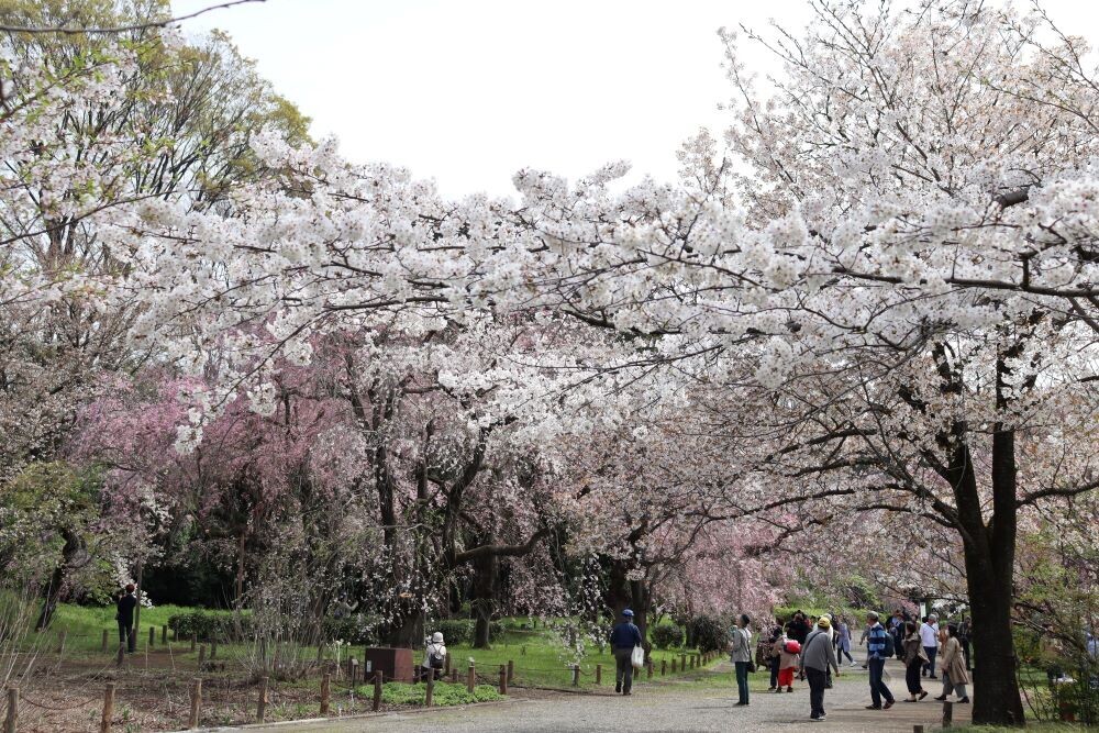 特別な場所で最高の思い出に。神代植物公園ウェディングフォトプラン11月1日～3月15日まで期間限定販売！