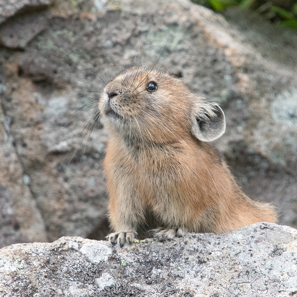 【北海道発】シマエナガと「おじちゃん」のやりとりに心がゆるむ 写真集『シマエナガと交換日記2』12/9発売