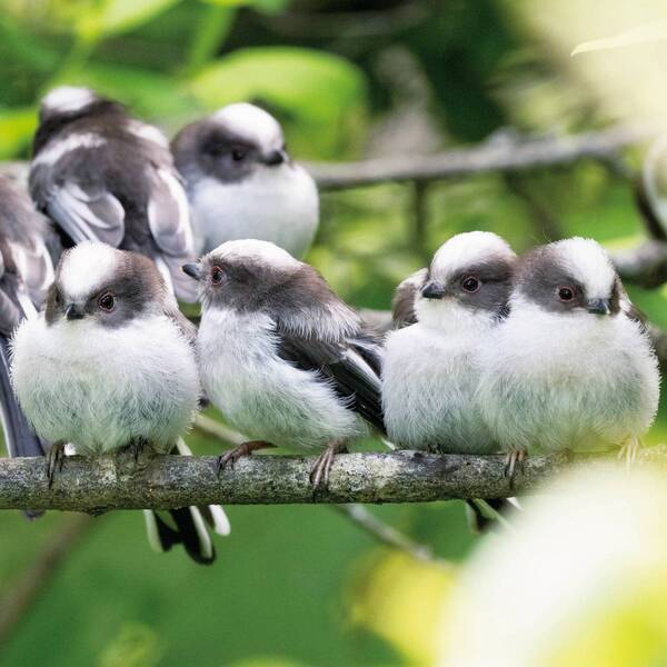 【北海道発】シマエナガと「おじちゃん」のやりとりに心がゆるむ 写真集『シマエナガと交換日記2』12/9発売