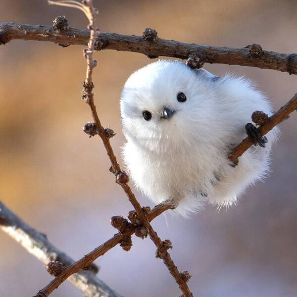 【北海道発】シマエナガと「おじちゃん」のやりとりに心がゆるむ 写真集『シマエナガと交換日記2』12/9発売