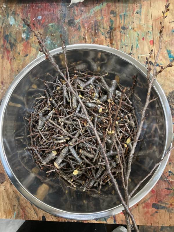 春の植物園を楽しもう！『植物園のガーデンピクニック  at 神代植物公園』3月9・10日開催