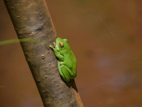 「アファンの森北エリア」が 環境省「自然共生サイト」に認定