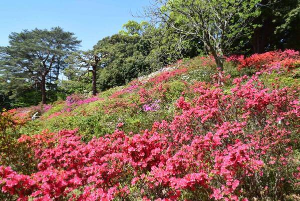 六義園のツツジが見ごろを迎えました。