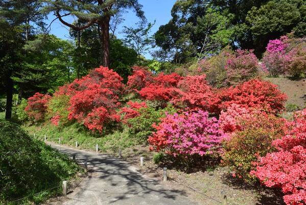 六義園のツツジが見ごろを迎えました。