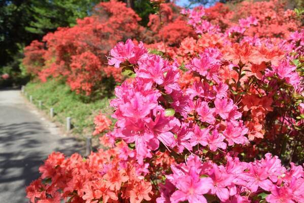 六義園のツツジが見ごろを迎えました。