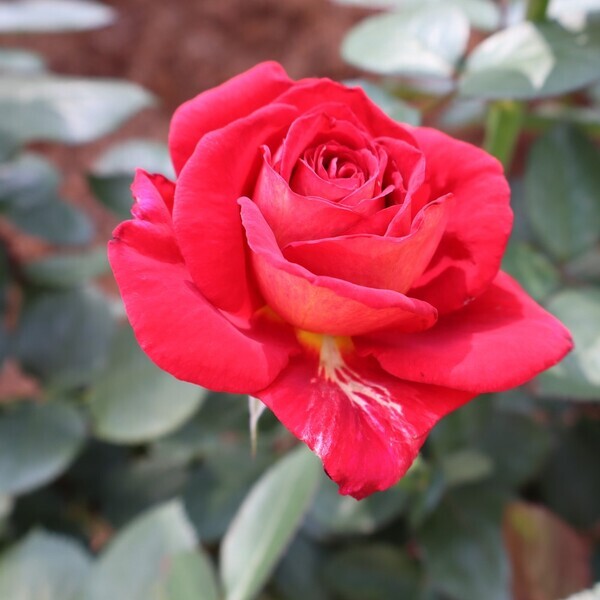 旧古河庭園では春バラ二番花が見ごろ入り！「春のバラフェスティバル」は6/30(日)まで開催しています