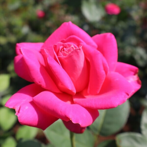 旧古河庭園では春バラ二番花が見ごろ入り！「春のバラフェスティバル」は6/30(日)まで開催しています