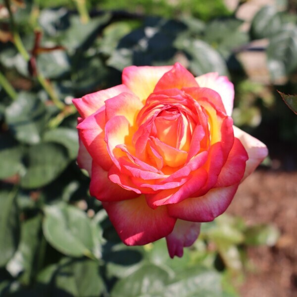 旧古河庭園では春バラ二番花が見ごろ入り！「春のバラフェスティバル」は6/30(日)まで開催しています