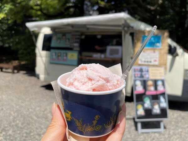 旧古河庭園では春バラ二番花が見ごろ入り！「春のバラフェスティバル」は6/30(日)まで開催しています