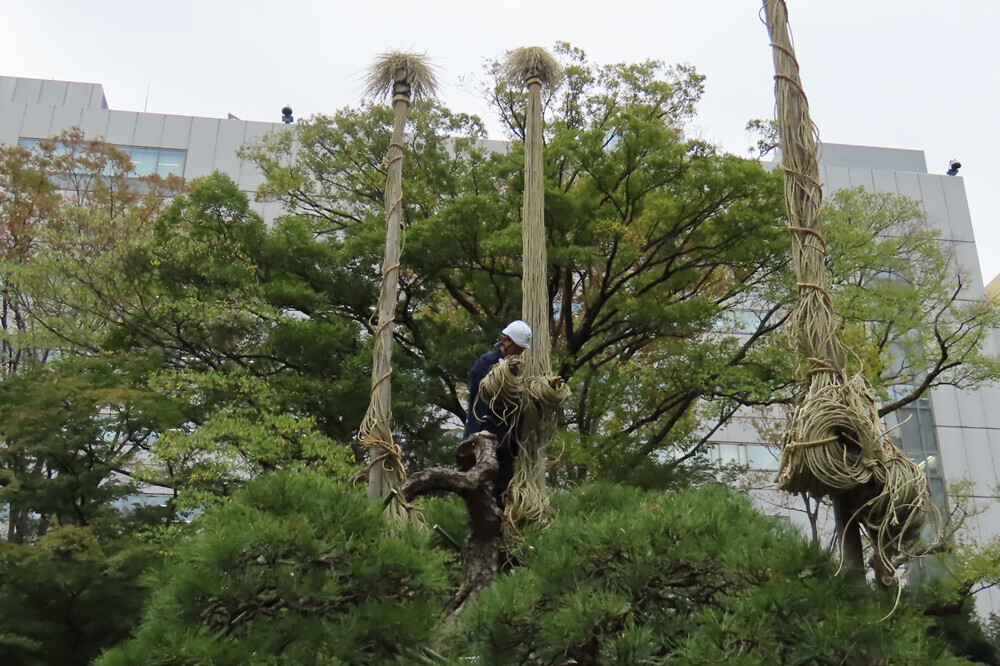 冬の庭園を飾る庭師の技を実演！小石川後楽園で伝統技能見学会「松の雪吊り」11月16日(土)開催