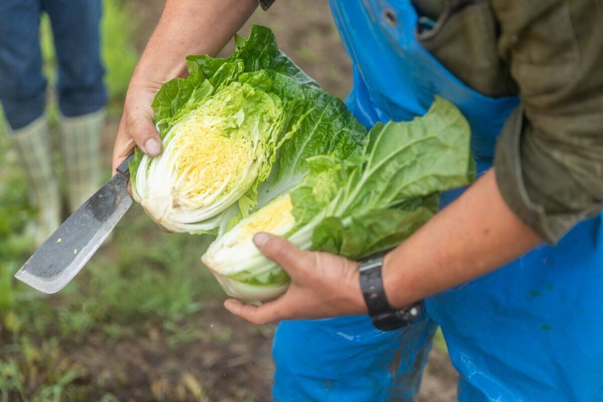 温泉リゾート×地元の野菜農家『一の坊ファーム』始動！自分たちで育てた野菜をお料理に。