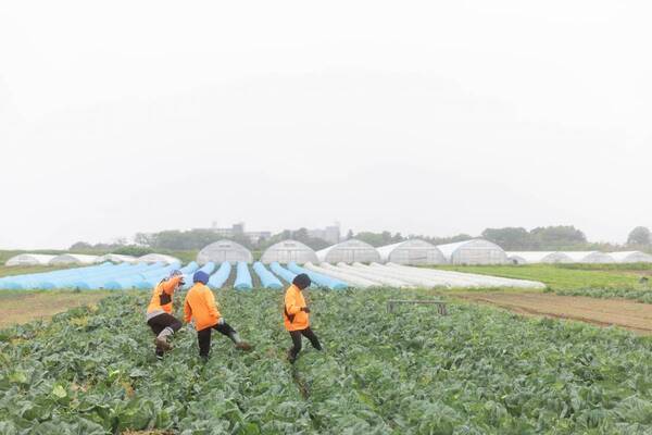 温泉リゾート×地元の野菜農家『一の坊ファーム』始動！自分たちで育てた野菜をお料理に。