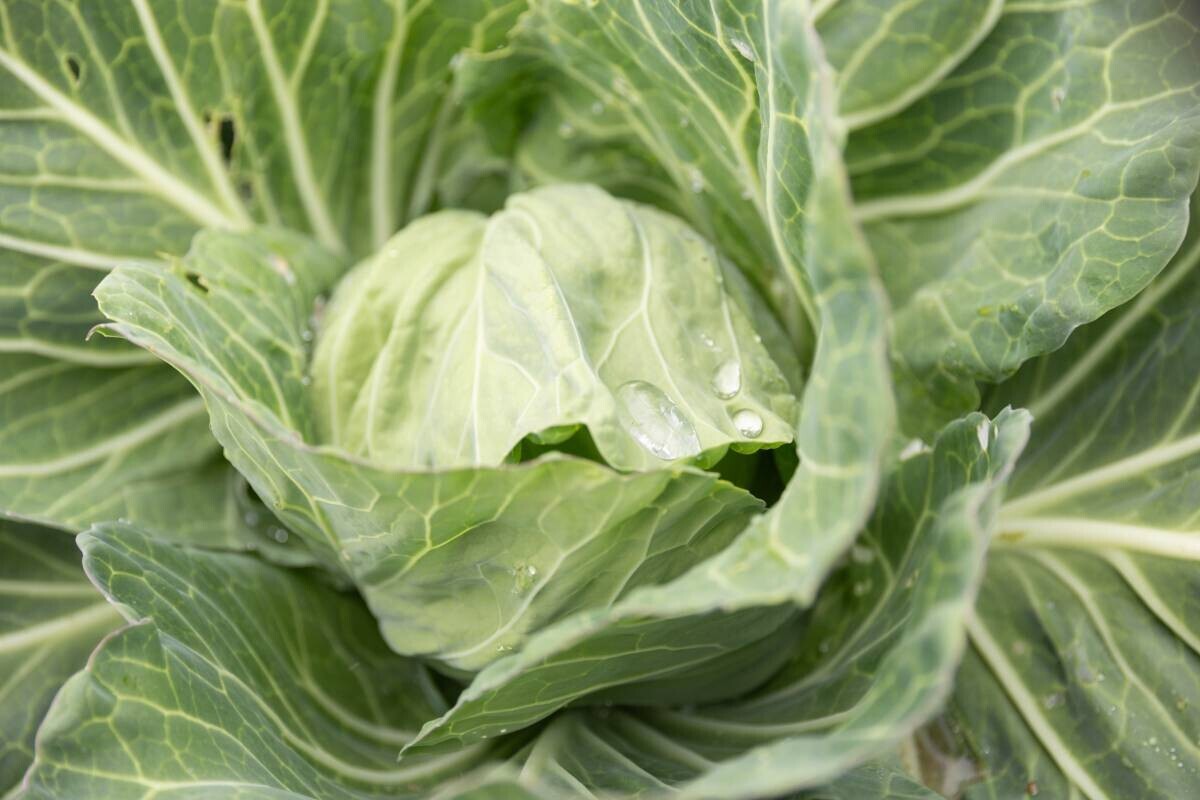 温泉リゾート×地元の野菜農家『一の坊ファーム』始動！自分たちで育てた野菜をお料理に。