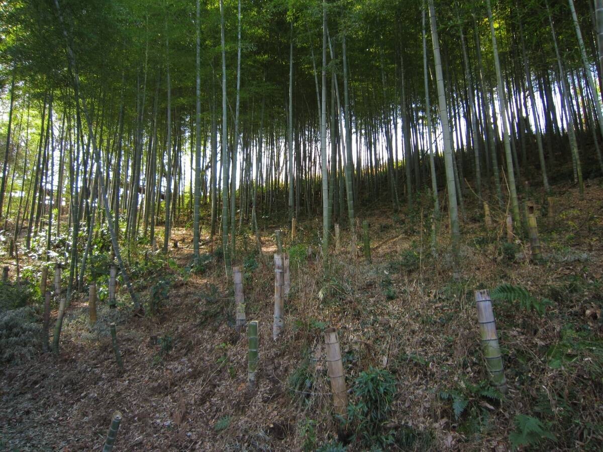 「こども自然学習 －竹を知って、竹で遊ぼう！－ 」9月14日(土)長沼公園で開催！