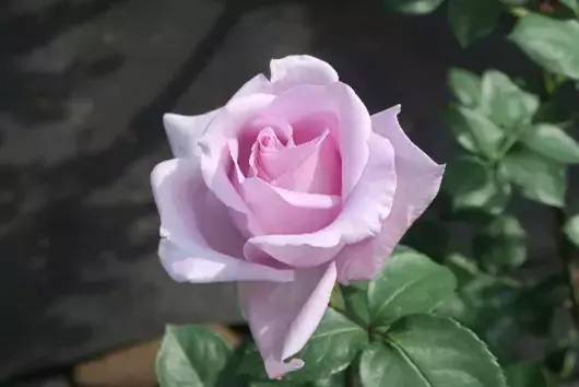 旧古河庭園『春のバラフェスティバル』を開催！ [ 4/26(金)～6/30(日) ]