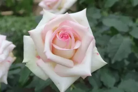 旧古河庭園『春のバラフェスティバル』を開催！ [ 4/26(金)～6/30(日) ]