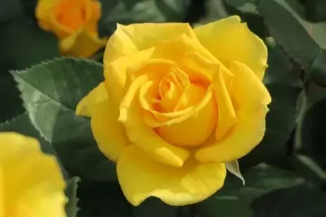 旧古河庭園『春のバラフェスティバル』を開催！ [ 4/26(金)～6/30(日) ]