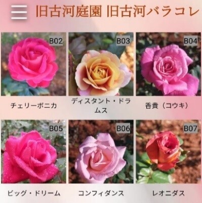 旧古河庭園『春のバラフェスティバル』を開催！ [ 4/26(金)～6/30(日) ]