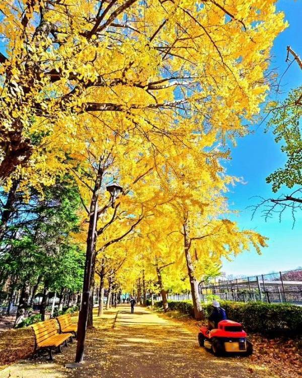 12/23(月)まで応募受付中！秋のTOKYO Instagramフォトコンテスト2024 ～都立公園・庭園・隅田川でたのしむ秋～