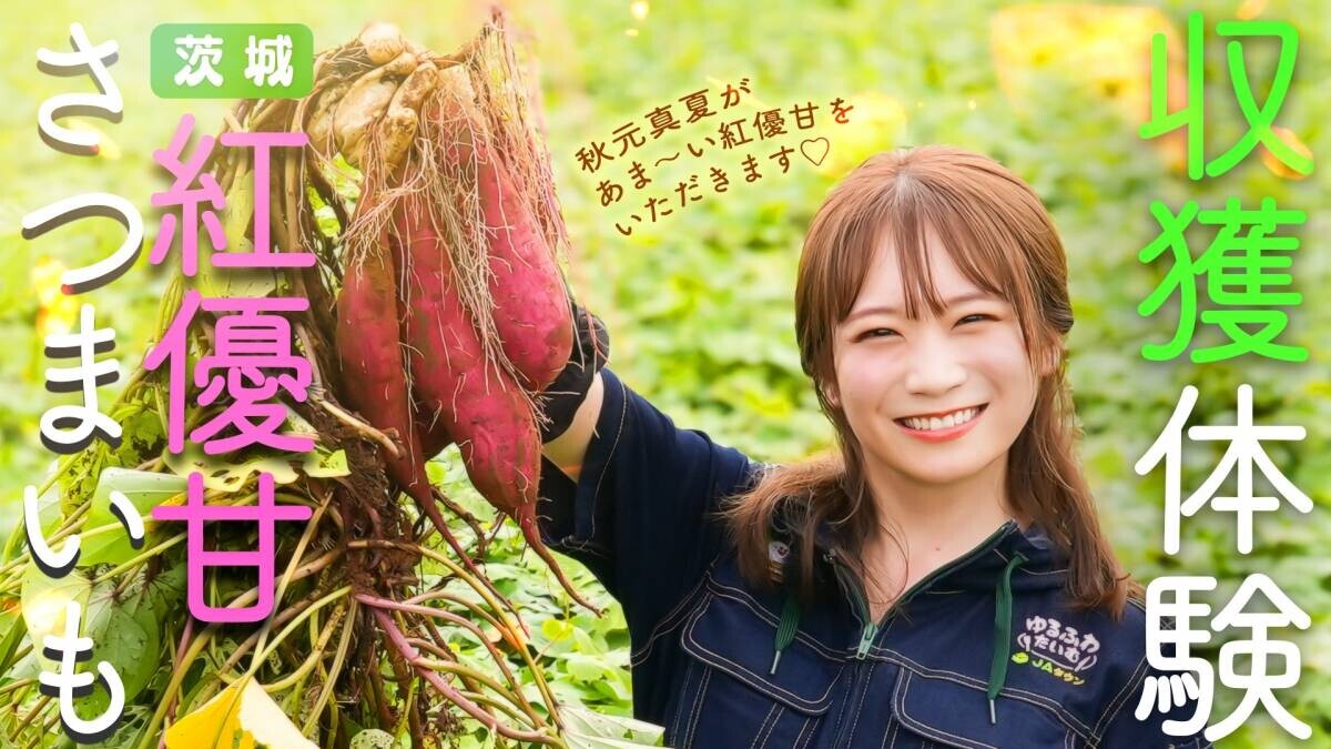 秋元真夏が天皇杯を受賞した紅優甘の産地を訪問！ 茨城が誇るさつまいもを収穫！