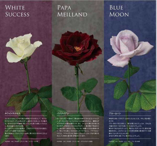 【日本橋髙島屋】ローズギャラリー体感型UPCYCLE ARTWORKイベントご予約承り中！！