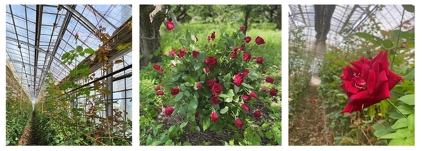 【日本橋髙島屋】ローズギャラリー体感型UPCYCLE ARTWORKイベントご予約承り中！！