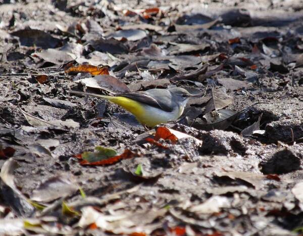 2月24日（土）に小山田緑地にて野鳥観察会を開催します！