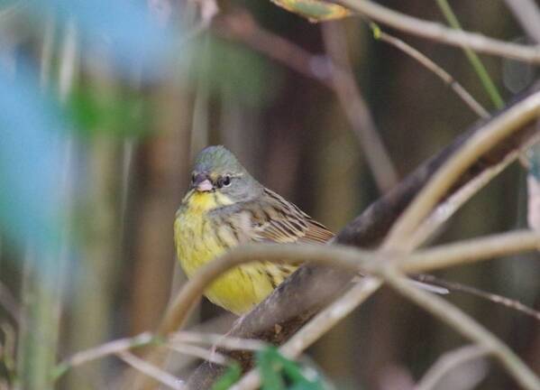 2月24日（土）に小山田緑地にて野鳥観察会を開催します！