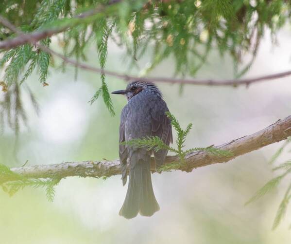 2月24日（土）に小山田緑地にて野鳥観察会を開催します！