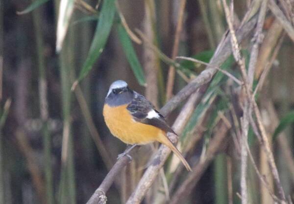 2月24日（土）に小山田緑地にて野鳥観察会を開催します！