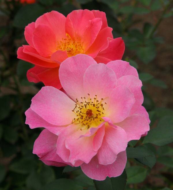 神代植物公園「春のバラフェスタ」～世界の名花が織りなすハーモニー～を5/8～6/2に開催します