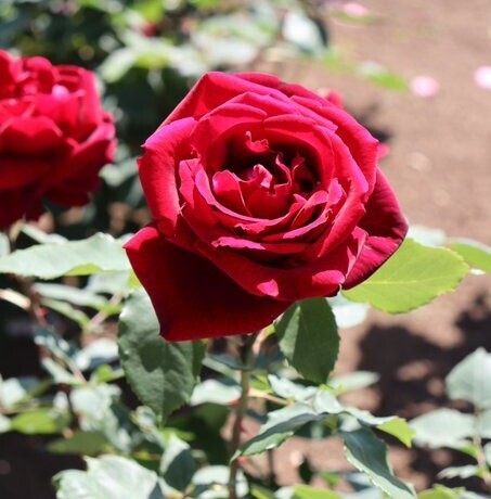神代植物公園「春のバラフェスタ」～世界の名花が織りなすハーモニー～を5/8～6/2に開催します
