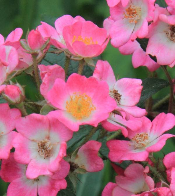 神代植物公園「春のバラフェスタ」～世界の名花が織りなすハーモニー～を5/8～6/2に開催します