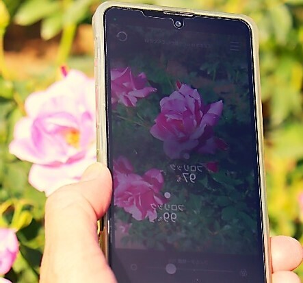 神代植物公園「春のバラフェスタ」～世界の名花が織りなすハーモニー～を5/8～6/2に開催します