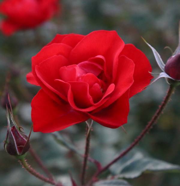 神代植物公園「春のバラフェスタ」～世界の名花が織りなすハーモニー～を5/8～6/2に開催します