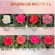 神代植物公園「春のバラフェスタ」～世界の名花が織りなすハーモニー～を5/8～6/2に開催します