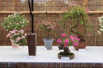 神代植物公園「春のバラフェスタ」～世界の名花が織りなすハーモニー～を5/8～6/2に開催します