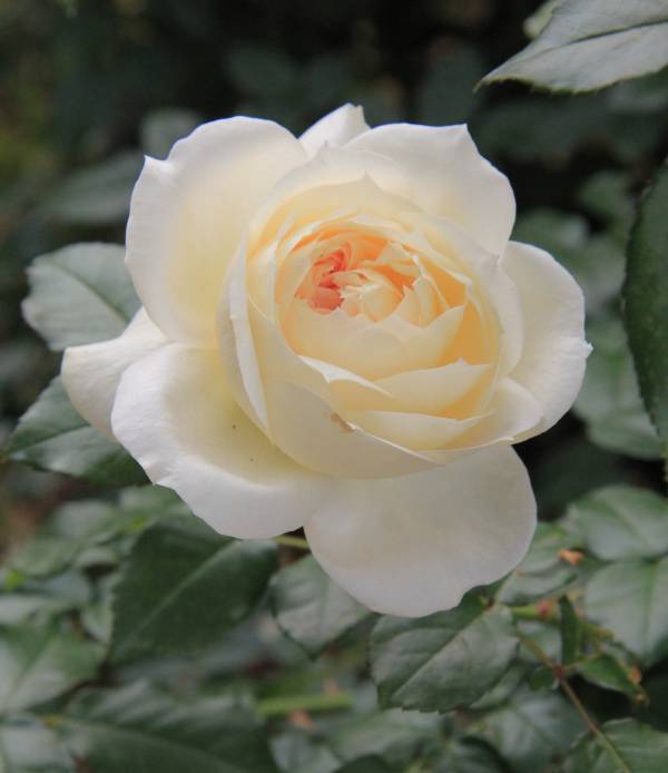 神代植物公園「春のバラフェスタ」～世界の名花が織りなすハーモニー～を5/8～6/2に開催します