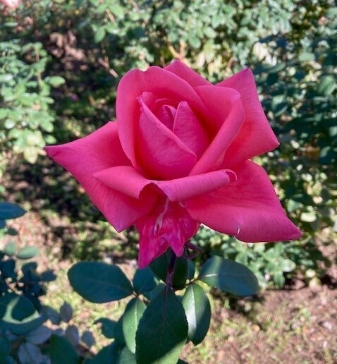 神代植物公園「春のバラフェスタ」～世界の名花が織りなすハーモニー～を5/8～6/2に開催します