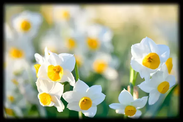 【2/8（土）・2/9（日）】約5万7千球が咲き誇る！葛西臨海公園「水仙まつり」開催