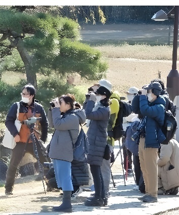 【2/8（土）・2/9（日）】約5万7千球が咲き誇る！葛西臨海公園「水仙まつり」開催