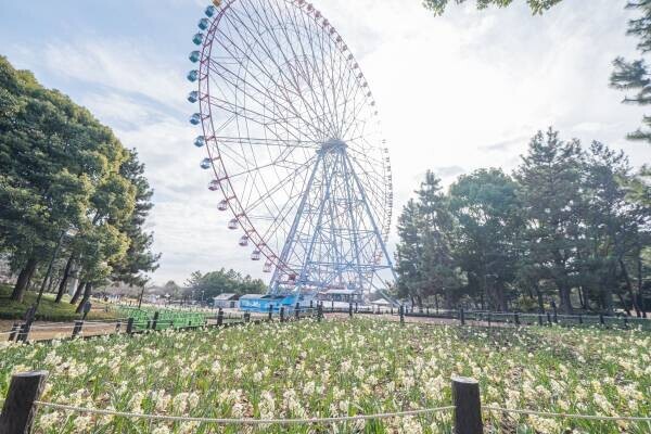 1/26（金）スタート！【花と光のムーブメント】≪葛西臨海公園≫およそ20万輪のスイセン畑は圧巻！夜はライトアップも。