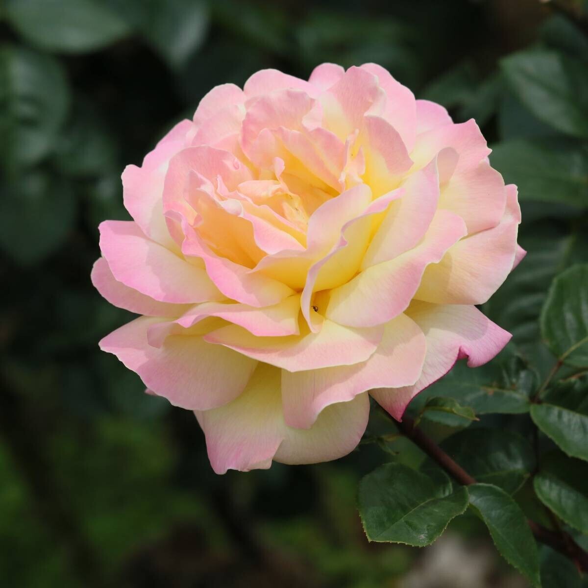 神代植物公園「春のバラフェスタ」～世界の名花が織りなすハーモニー～　いよいよ明日(5/8)よりスタート！
